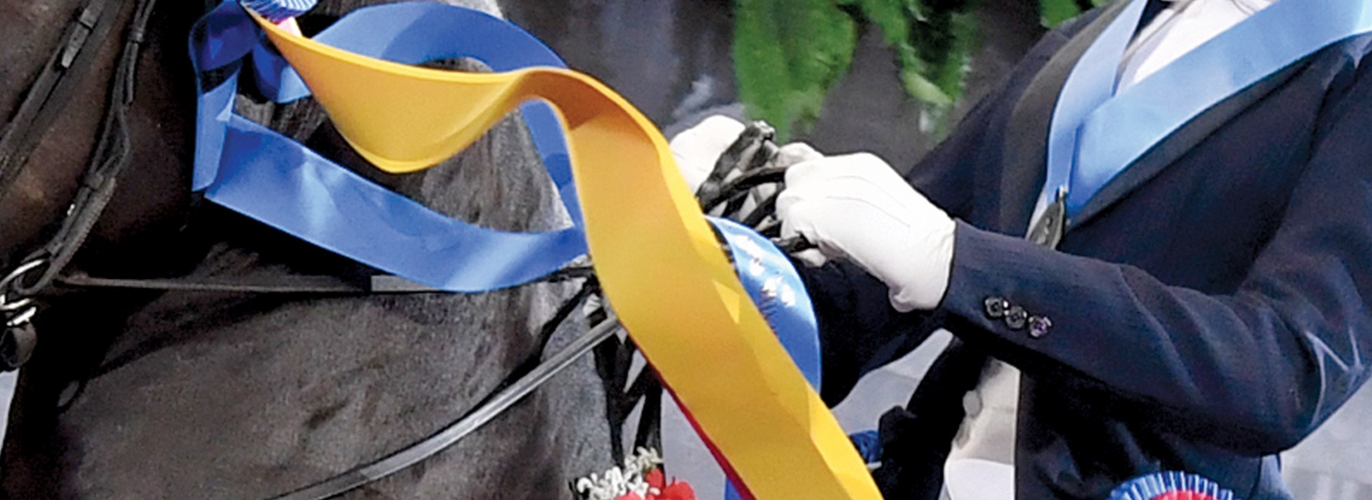 Ribbons flowing from a Morgans bridle