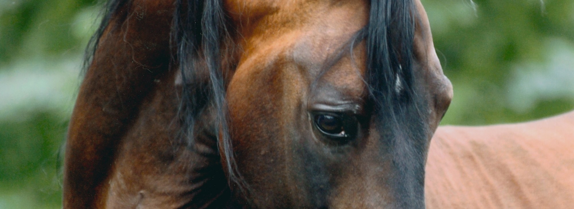 Beautiful Eye of a Stallion