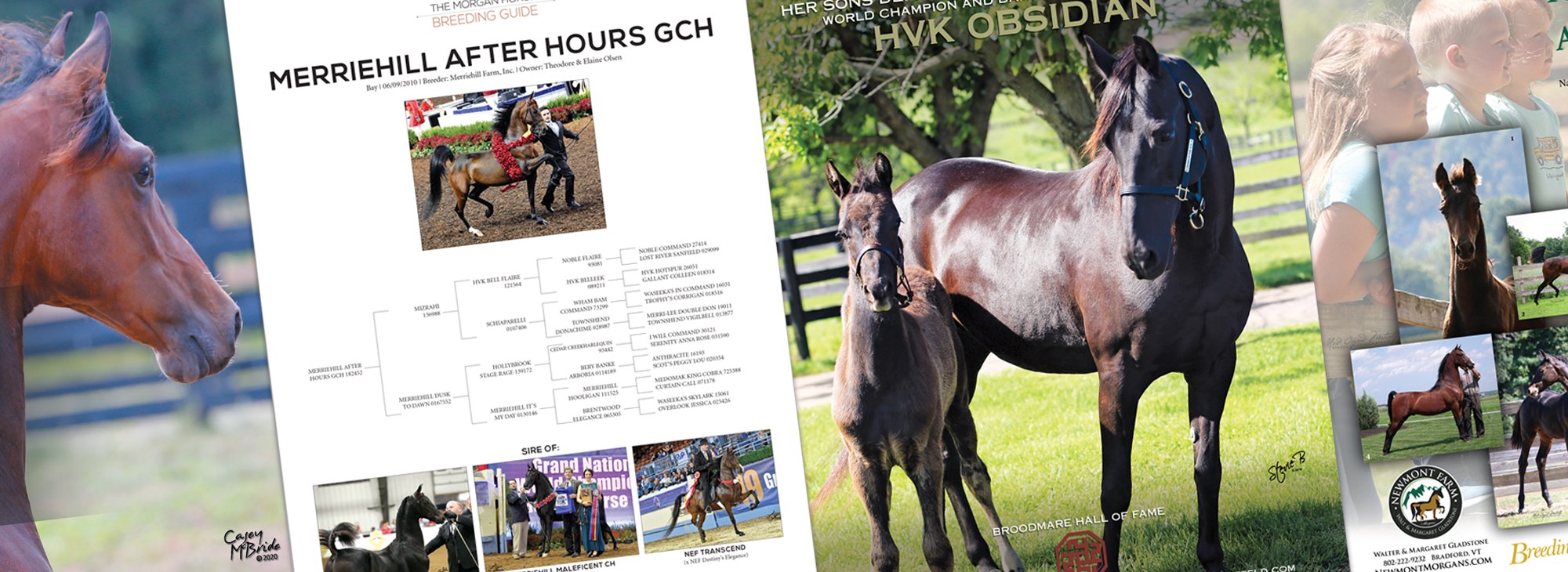 Advertising Sample from The Morgan Horse Magazine