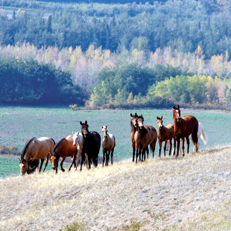 Morgan Horses on the Hillside