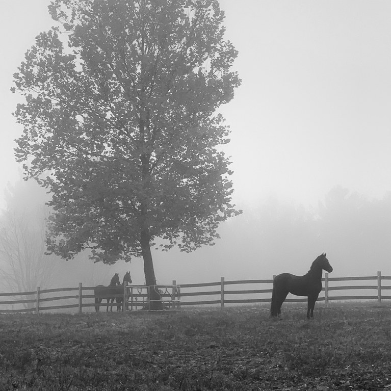 Mare standing on Foggy Field