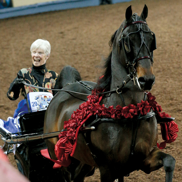 Woman driving her Morgan show horse