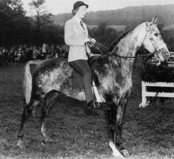 Jubilee Kay The &#34;X&#34; registered Jubilee Kay was owned and shown by Carol Ramsey. Her 1944 filly by Ulendon, Jubilee Queen, bred on.