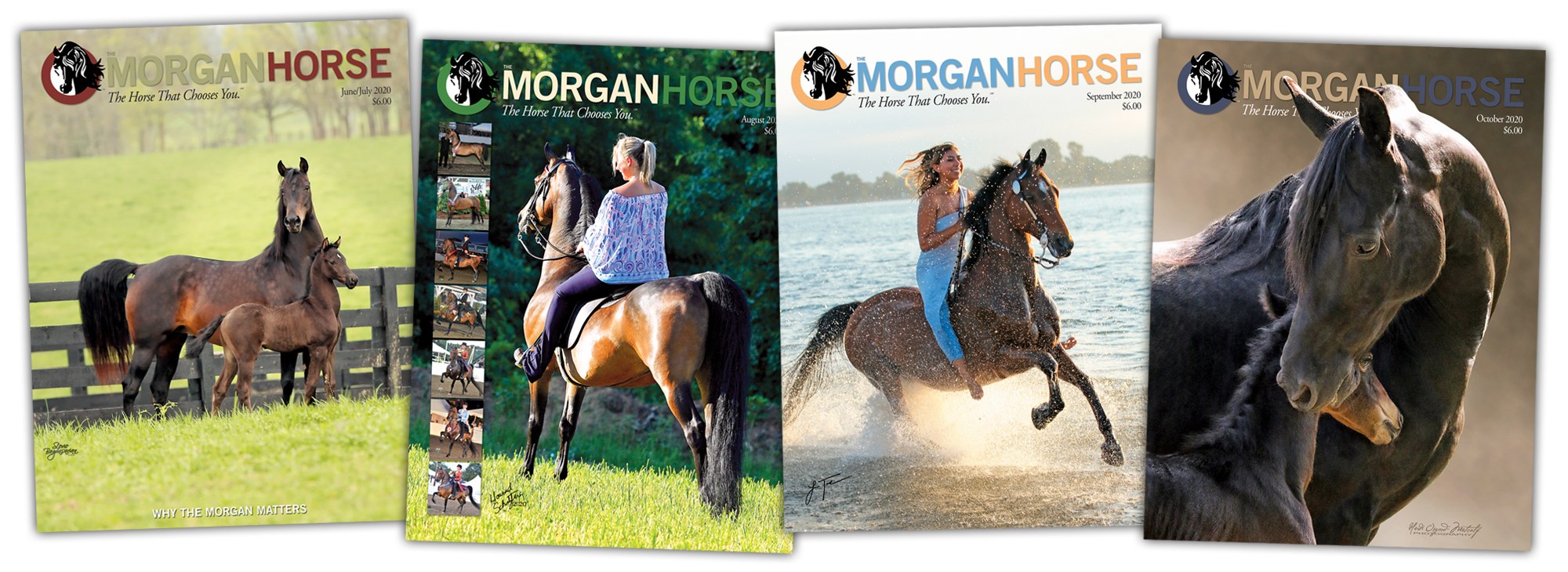 A Selection of Morgan horse magazine covers