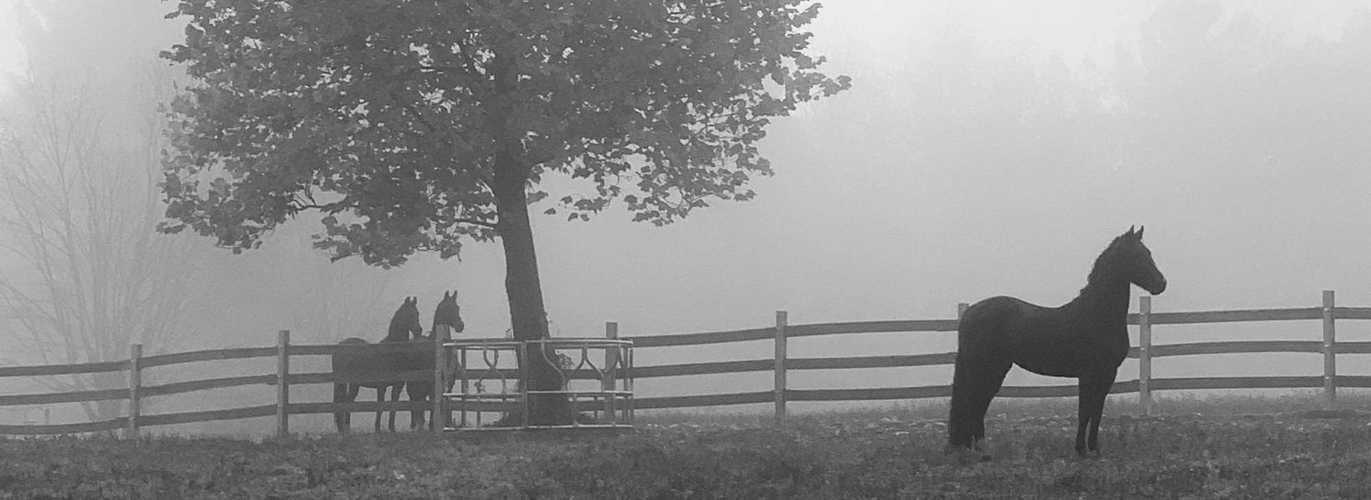 Morgan standing in a foggy field