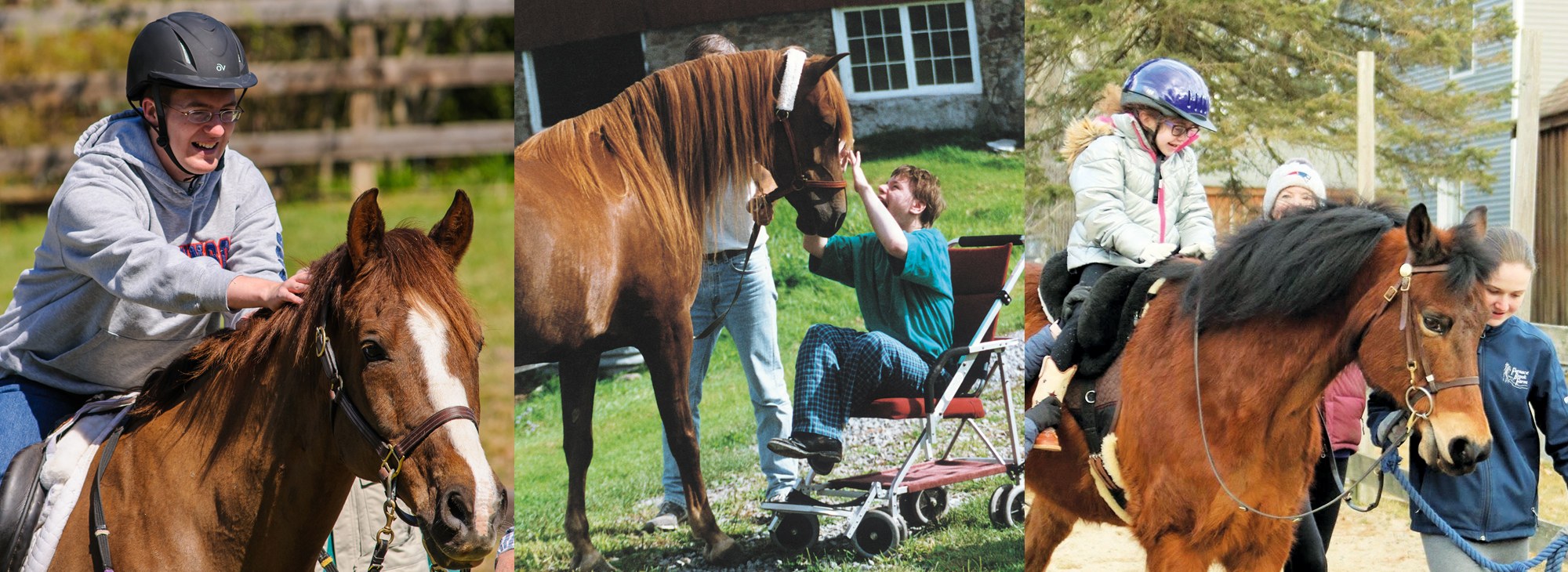 Three Therapy Horse Photos