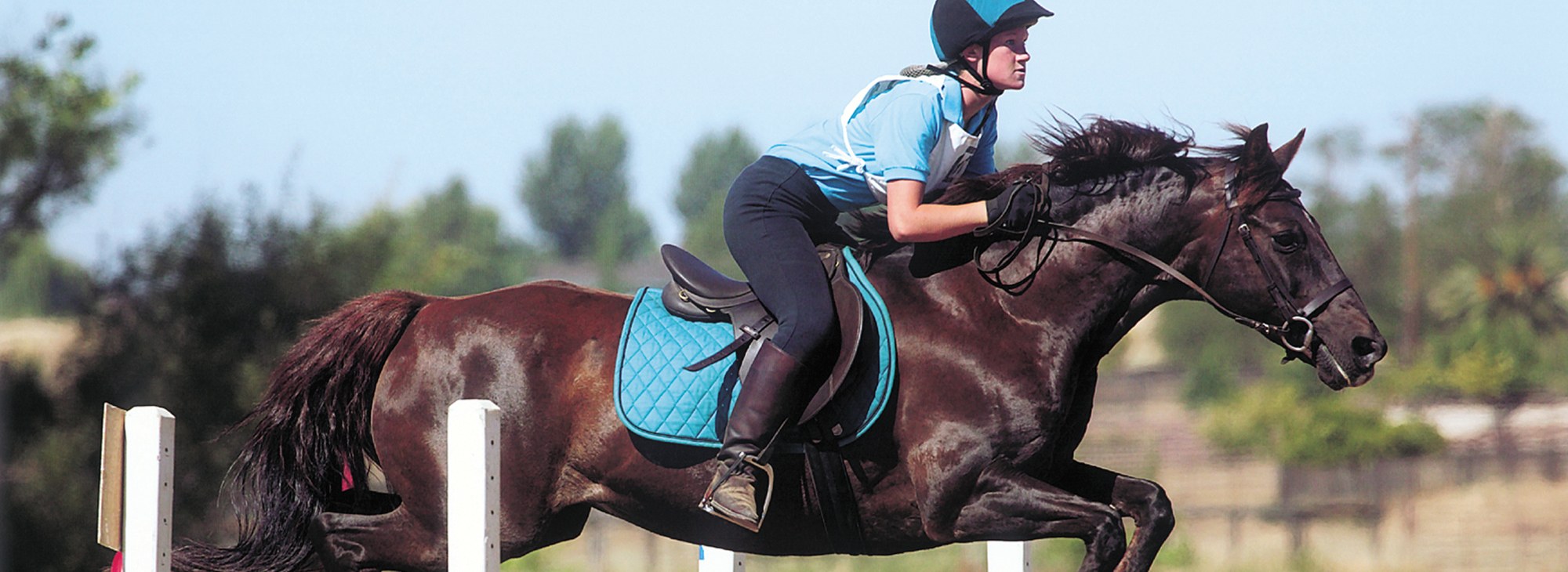 Sport Horse Eventing Photo