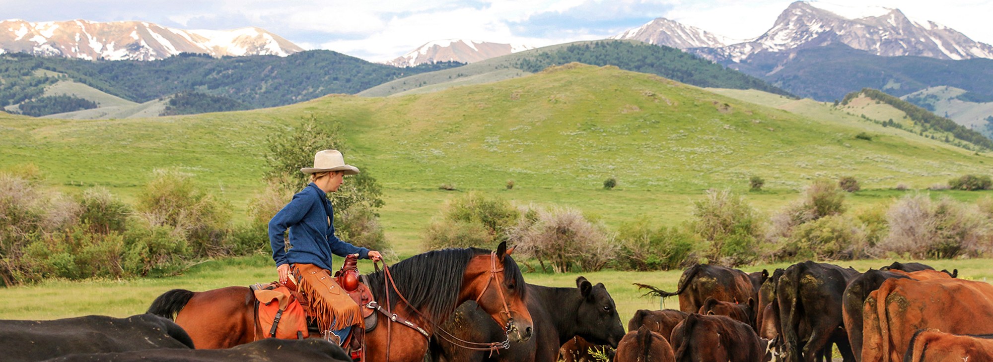 Ranching with a Morgan Horse