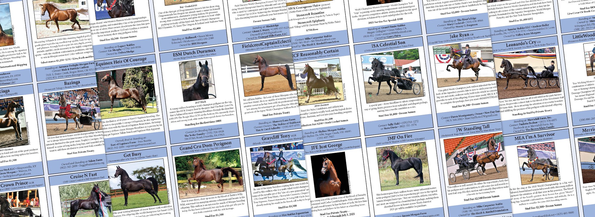 Collage of Stallion Directory Photos