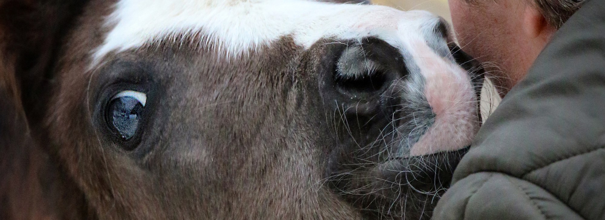 Morgan foal snuggling its owner