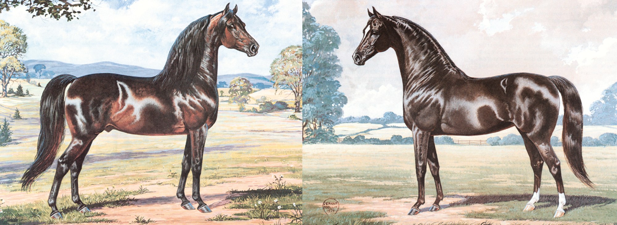 Ideal Mare and Stallion Images