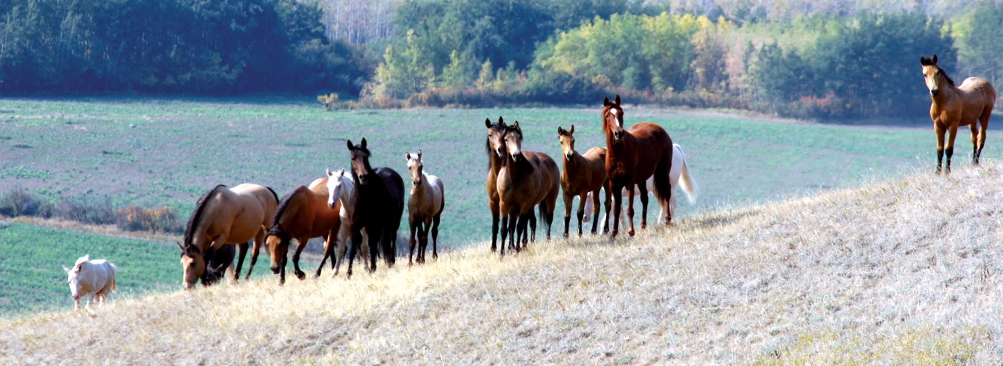 Herd of Horses on the Hillside