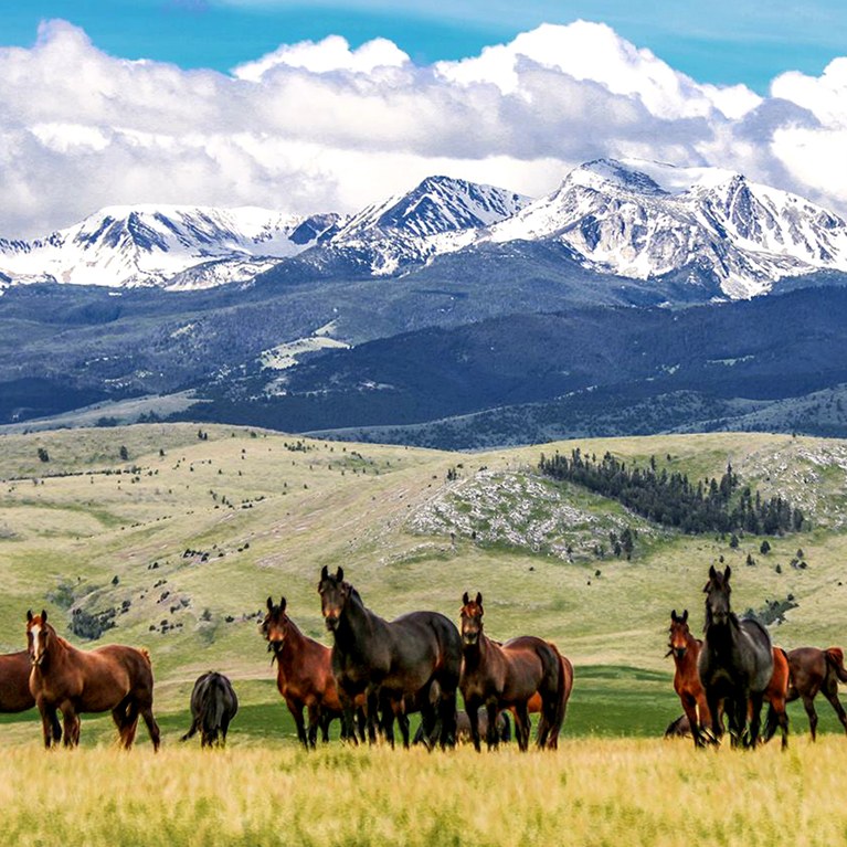 Herd of Morgan Horses in the Mountains