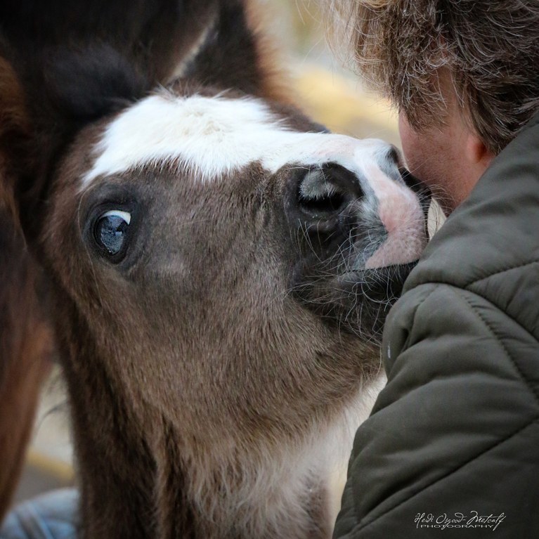 Morgan Foal Nuzzling Its Owner