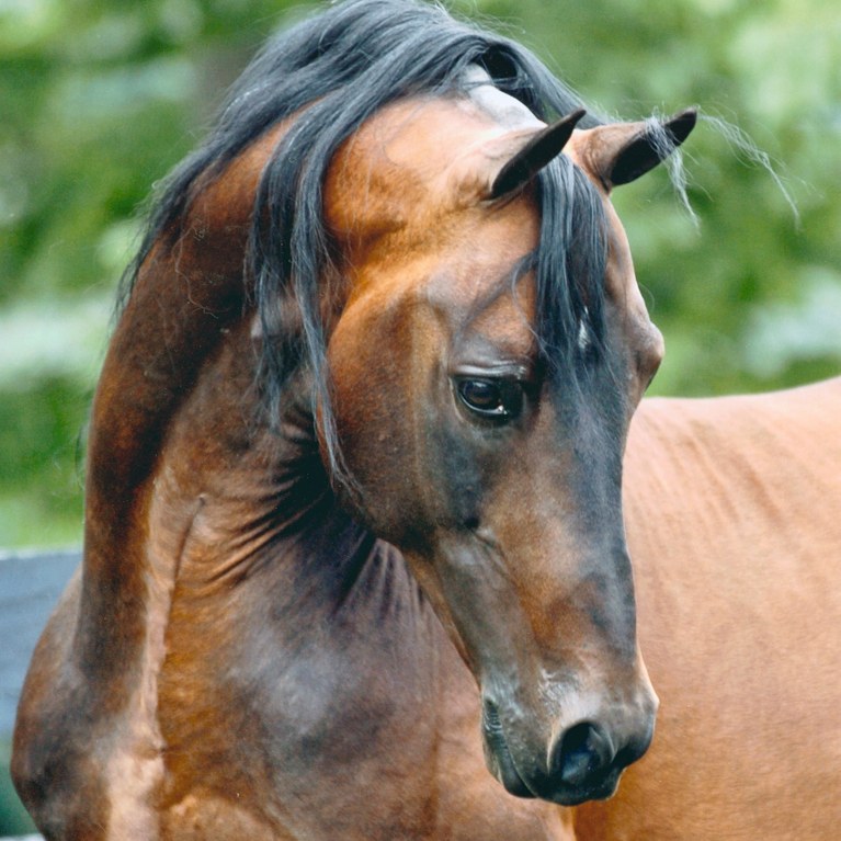 Beautiful Stallion Head