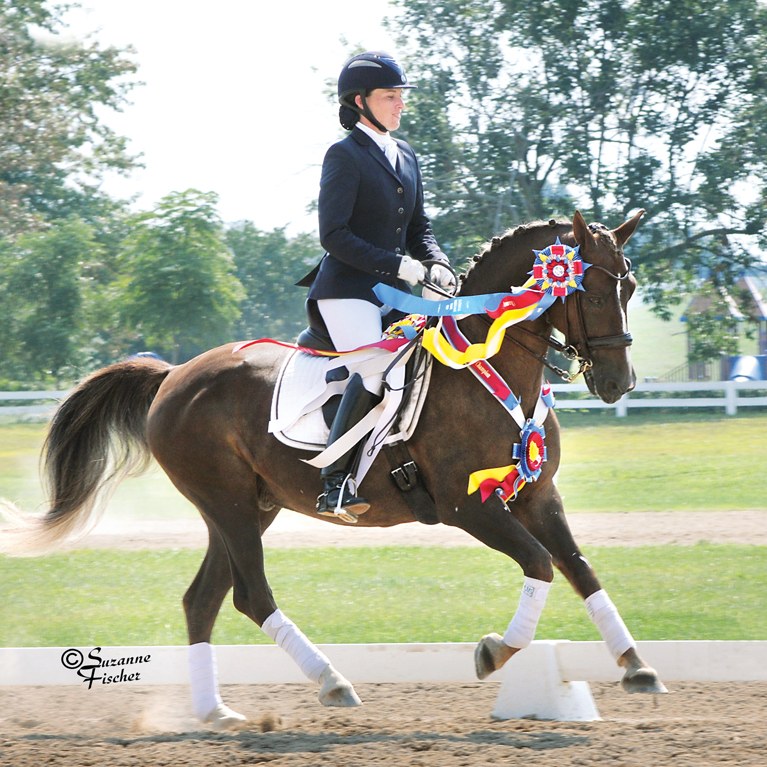 Dressage Horse and Rider