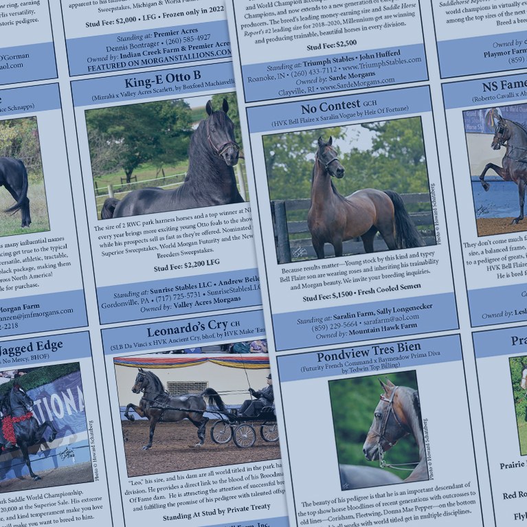 Collage of Stallion Directory Ads