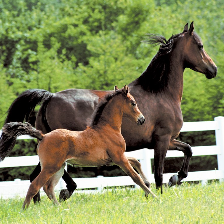 Morgan Mare and Foal