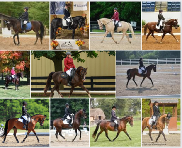 page_1008_dressage-collage.png
