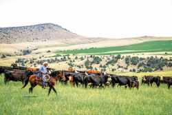 Bill Jackson and Mortana Mitzi - spring cattle drive 2017