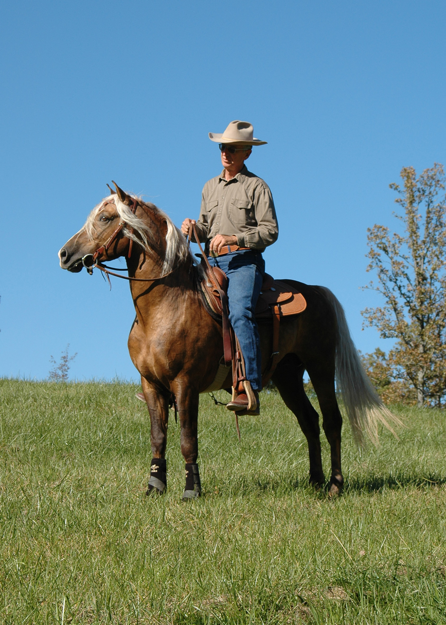 American Morgan Horse Association – Working Western